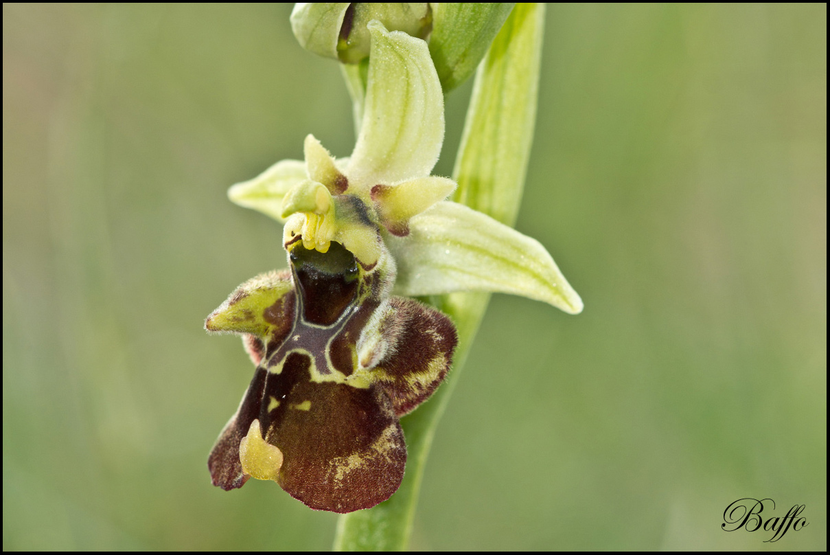 Ophrys holosericea subsp. holosericea (Burm.f.) Greutern -